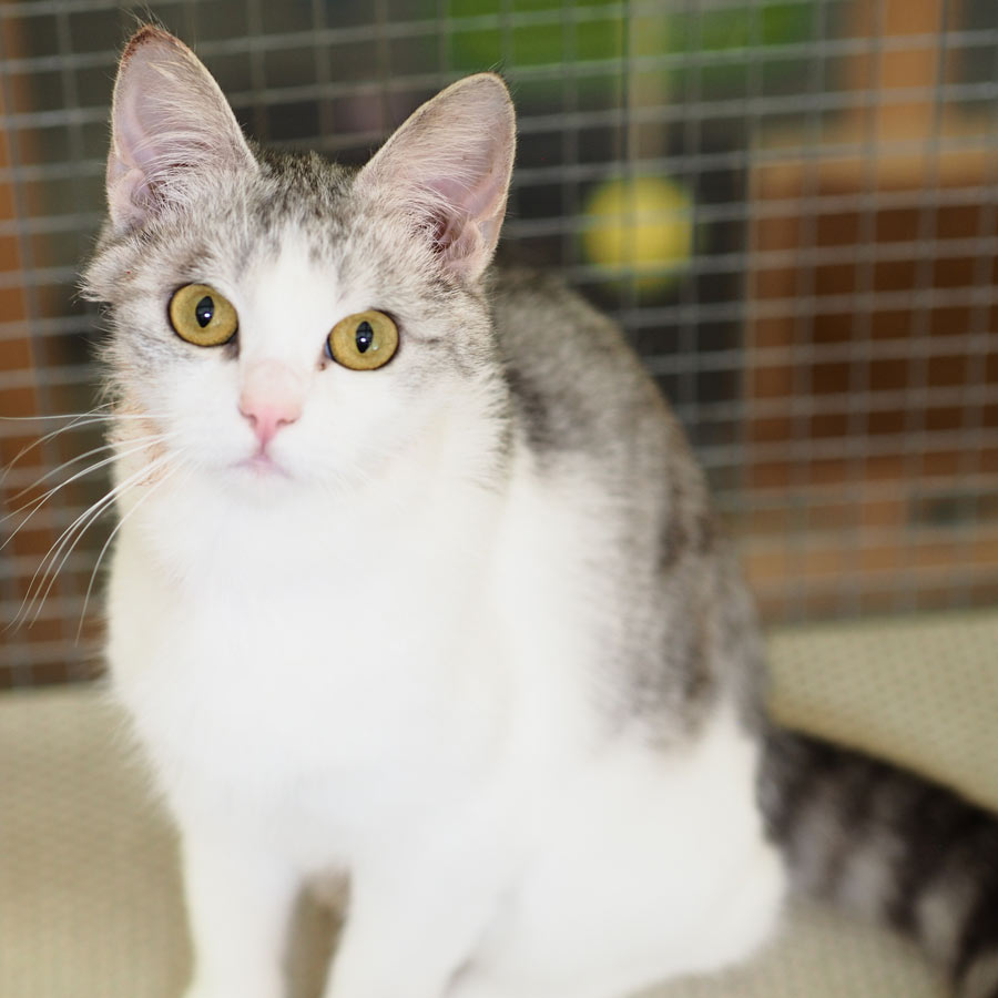 Katze Bild - Tierschutzverein Goslar und Umgebung aus Goslar